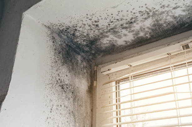 Affordable Hvac And Air Duct Mold Remediation solutions in Hamburg, MN